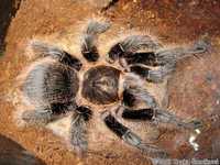 Brachypelma albopilosum/ Брахипельма албопилосум