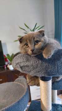 Kot  brytyjski( Scottish fold) w kolorze niebieski