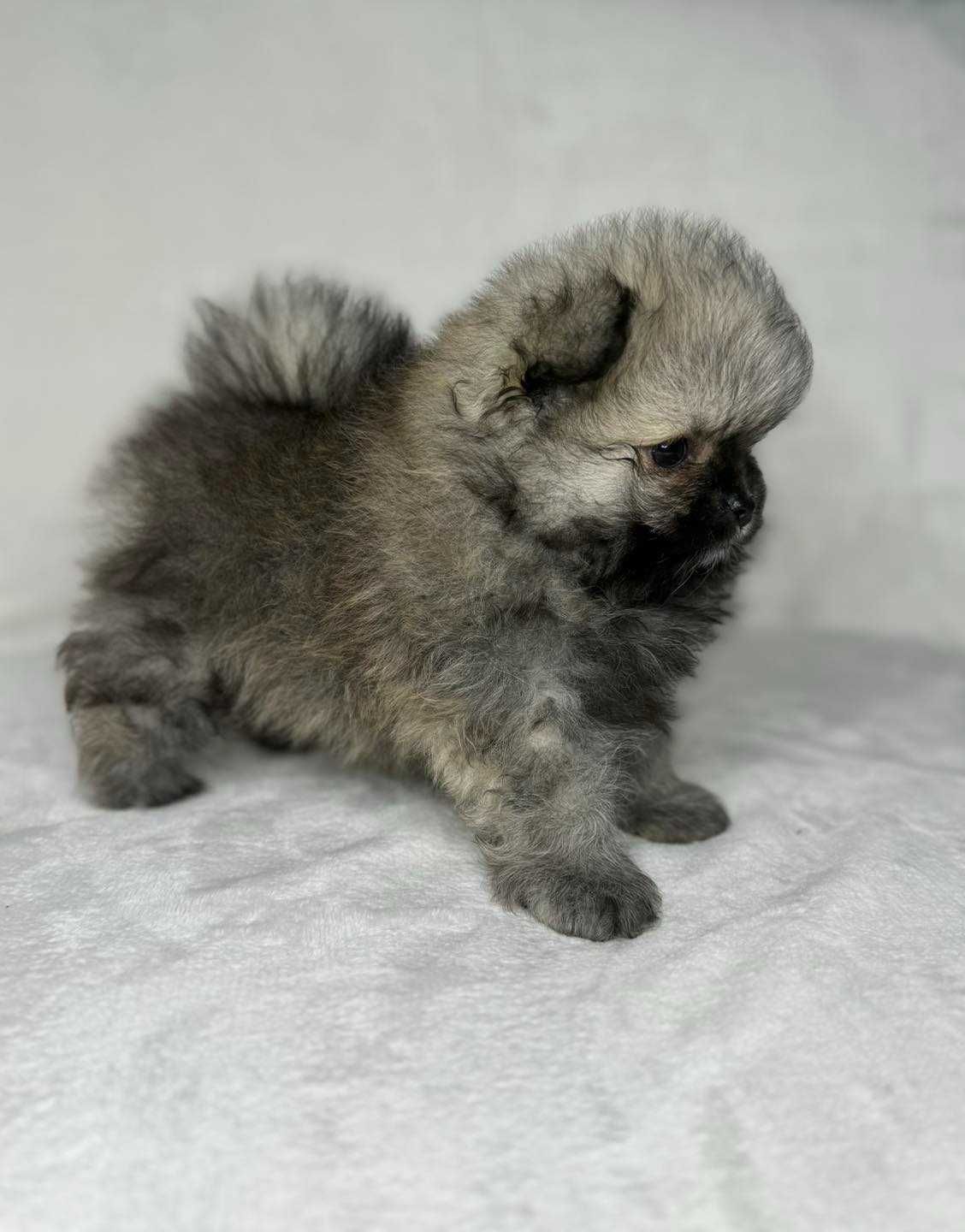 Szpic miniaturowy Pomeranian sunia sable