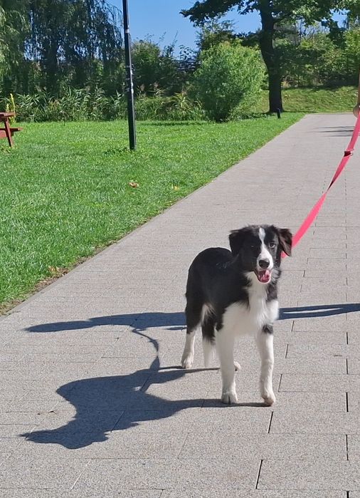 Border collie piesek z metryką ZKwP