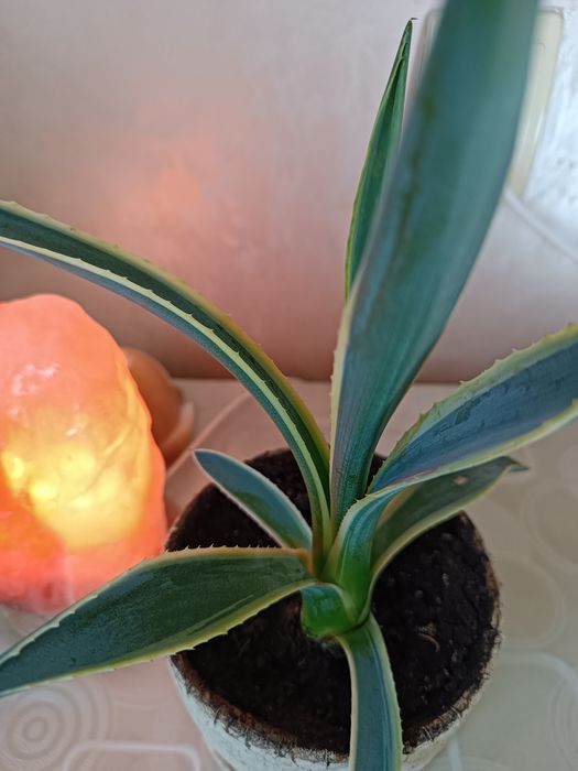 Агава американська