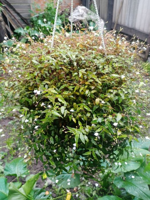 Традисканция (Gibasis geniculata,,Фата невесты")черенки 2 сорта