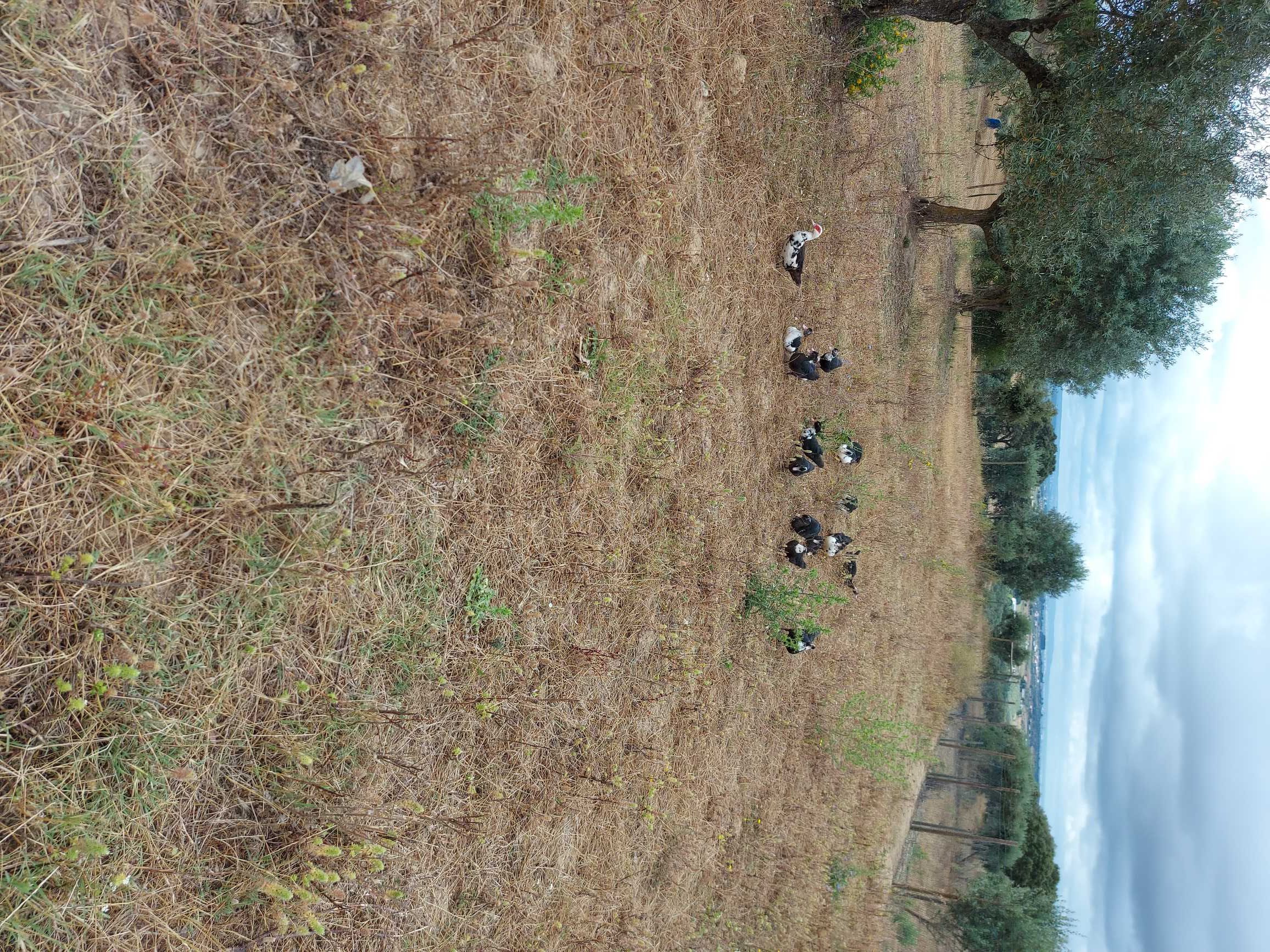 Ovos caseiros de galinhas do campo