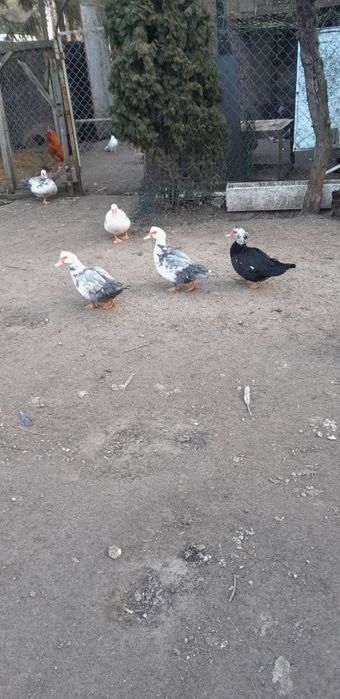 Sprzedam kaczki Pekinki do dalszego chowu