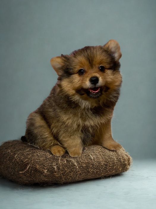 Йоркошпиц. Чудесные мальчики