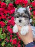 Yorkshire Terrier biewer MORKIE PIES