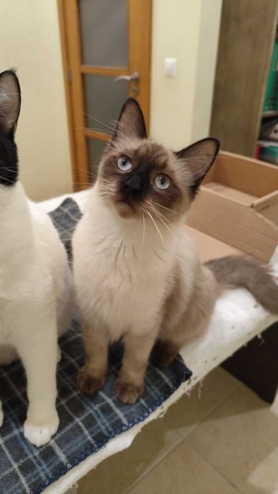 Gatinhos para adoção em conjunto