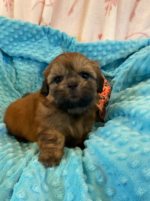 Shih - Tzu Salonowe, Pieski