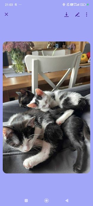 Trzy małe kotki szukają domu