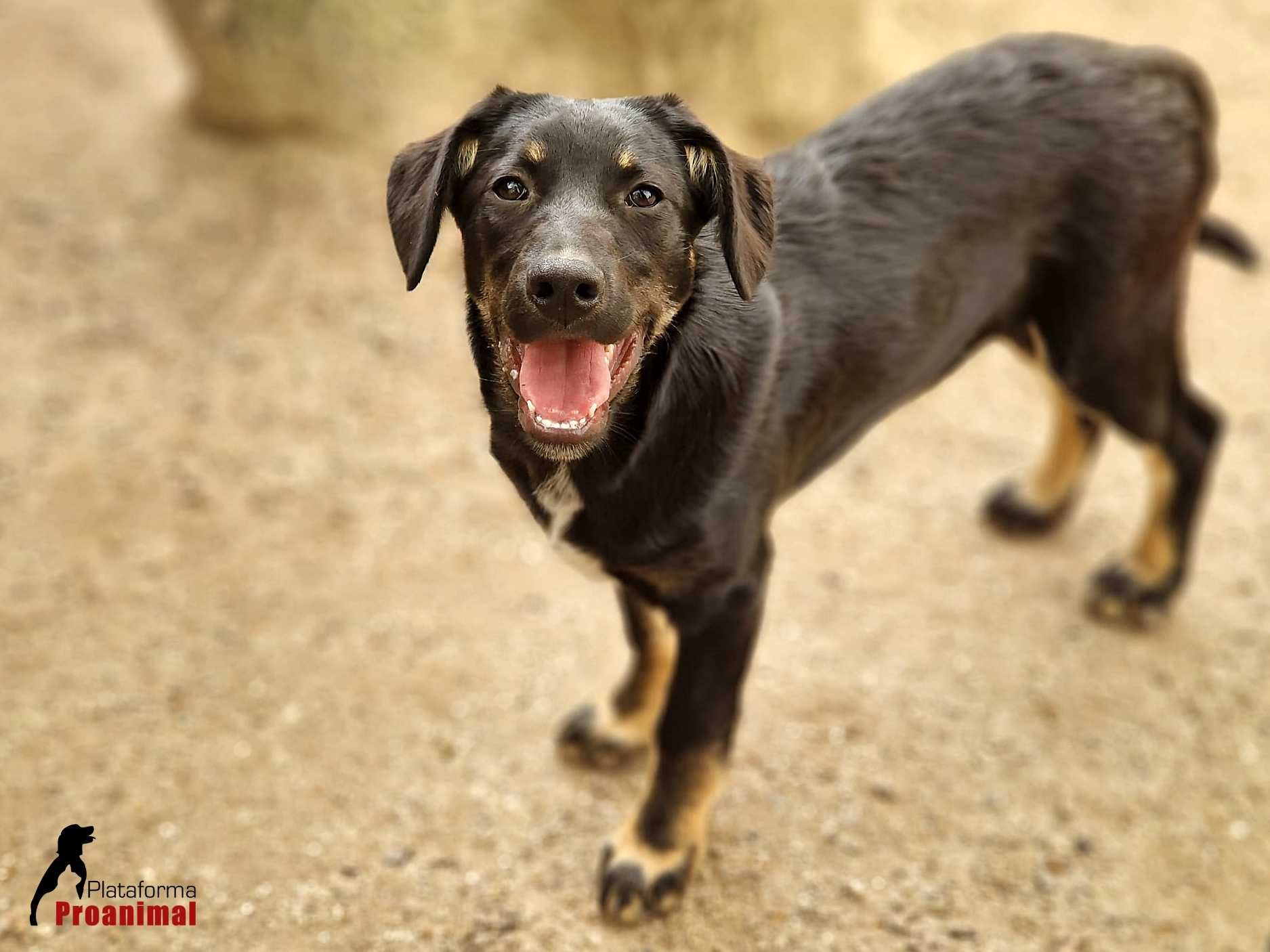 FRODO - Cãozinho para Adoção