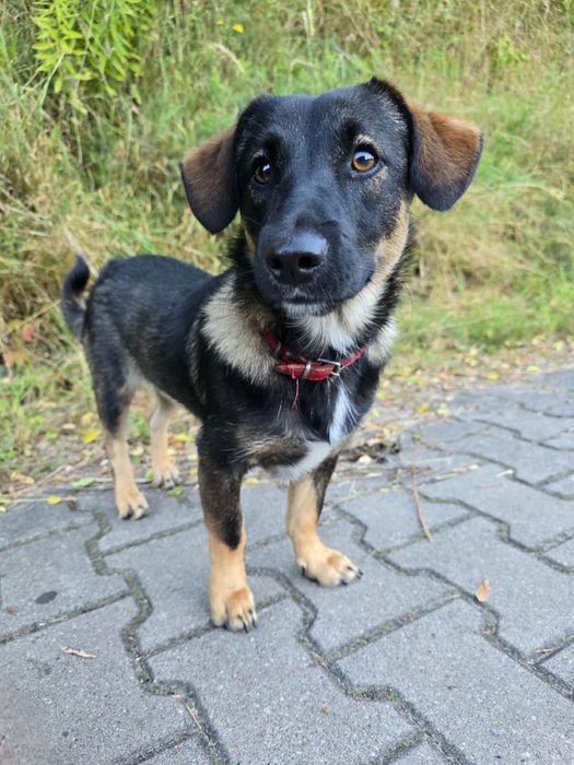 GUMIŚ - skarb do odkrycia