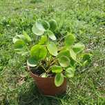 Pieniążek - Pilea peperomioides małe rośliny sadzonki