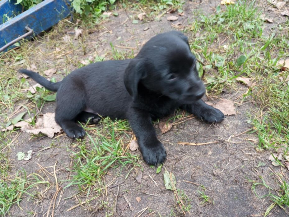 Oddam za darmo labradora