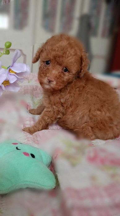 Pudel  Toy/miniatura samczyk