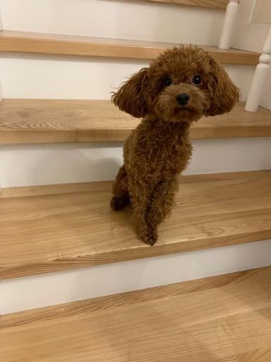 CAVAPOO RED piesek mix Cavalier King Charles Spaniel & Pudel toy