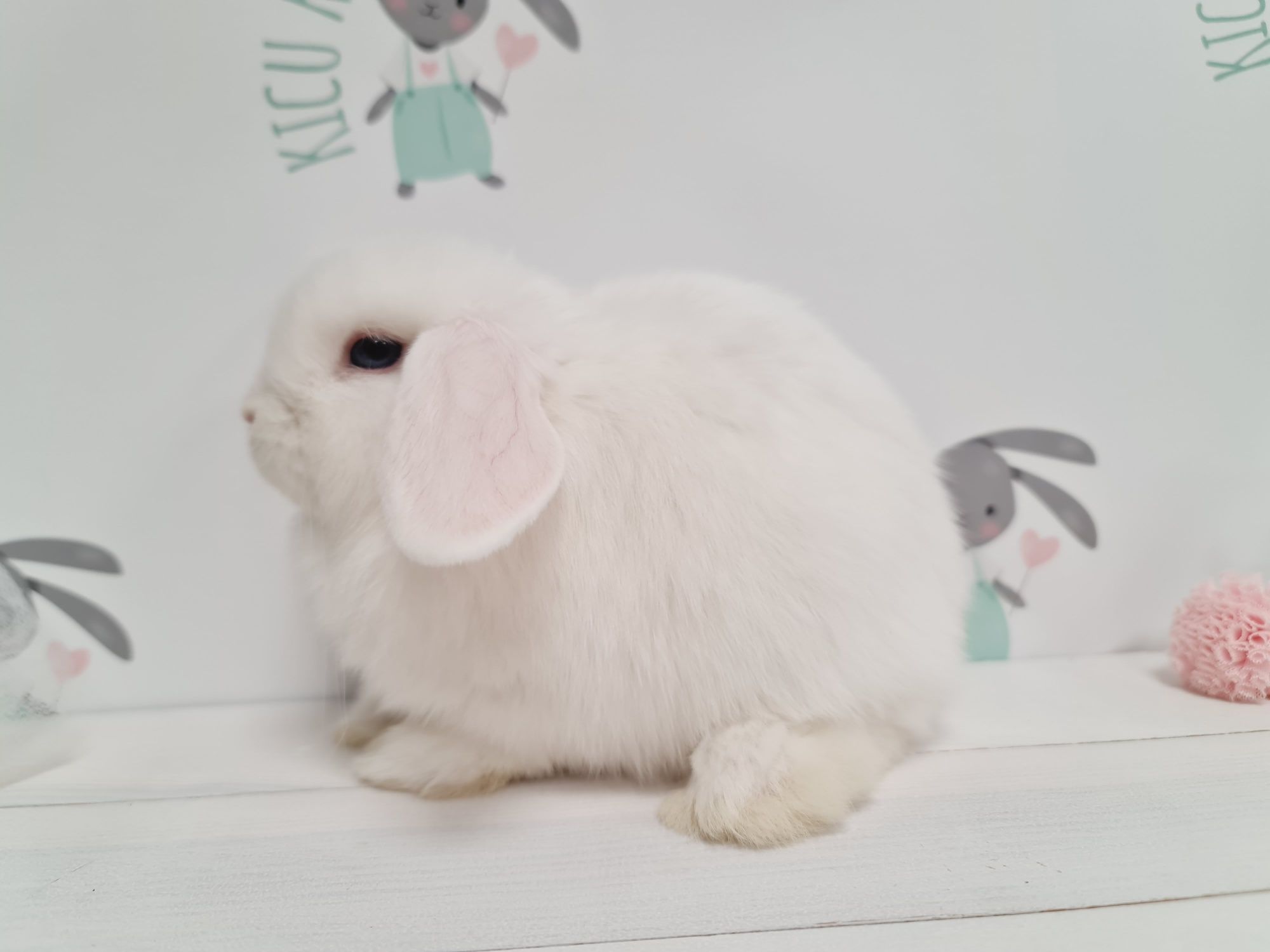Mini lop królik kroliczek miniaturka legalna hodowla, badania.
