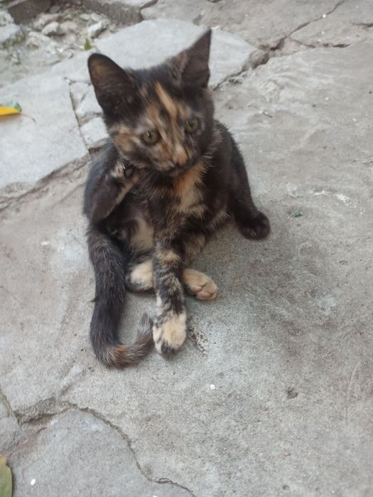 Кошенята дівчинки, домашні, ухожені.