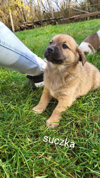 Oddam pieski za darmo