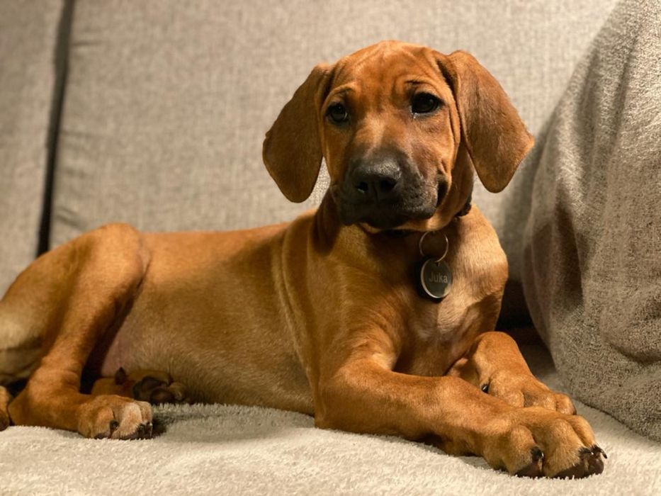 Juka - Śliczna i łagodna suczka rasy RHODESIAN RIDGEBACK