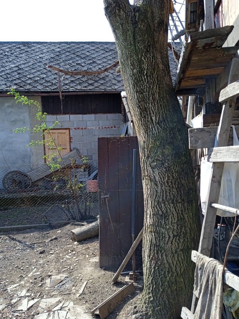 Sprzedam pień drzewa orzech