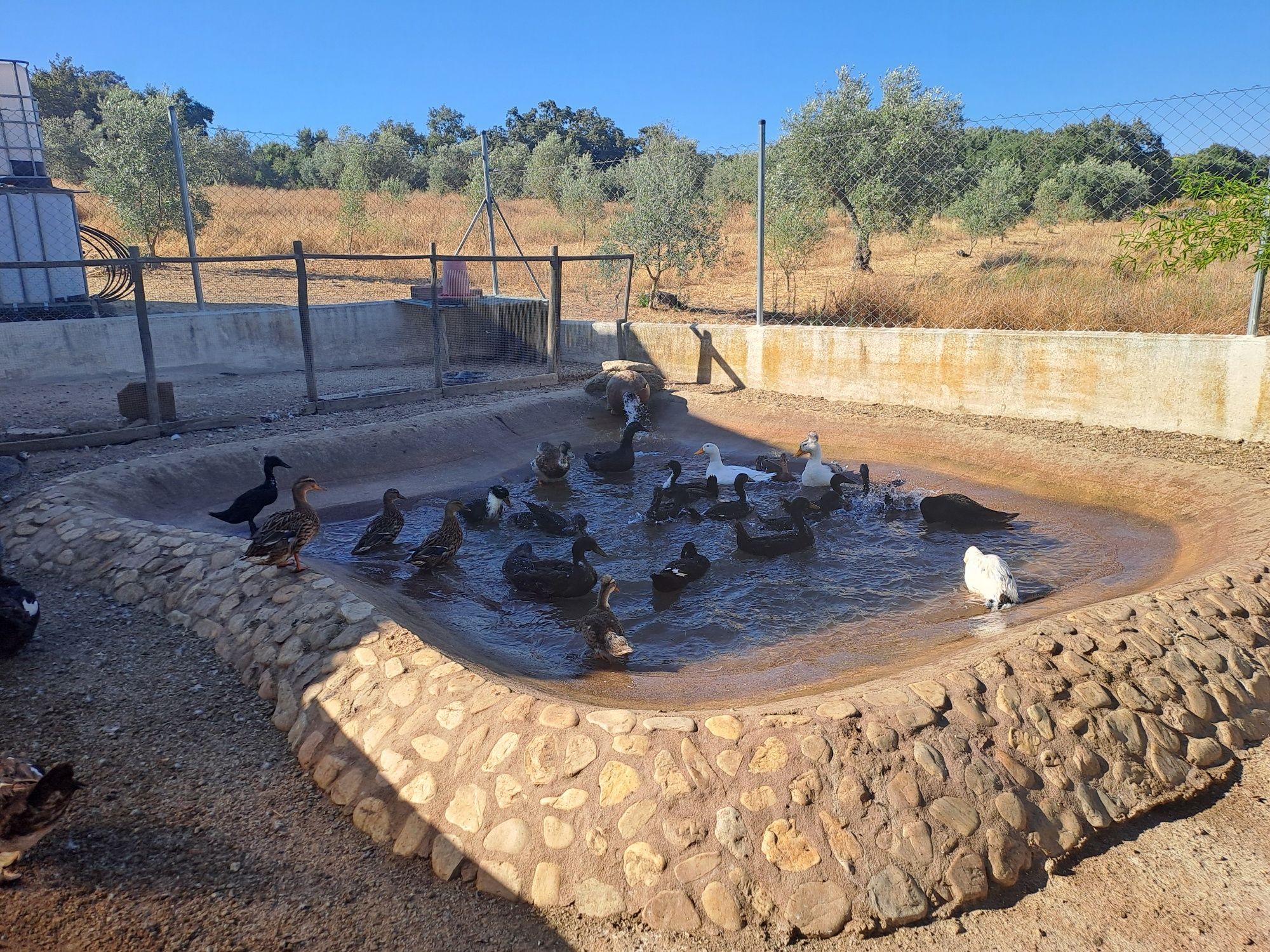 Patos pretos adultos