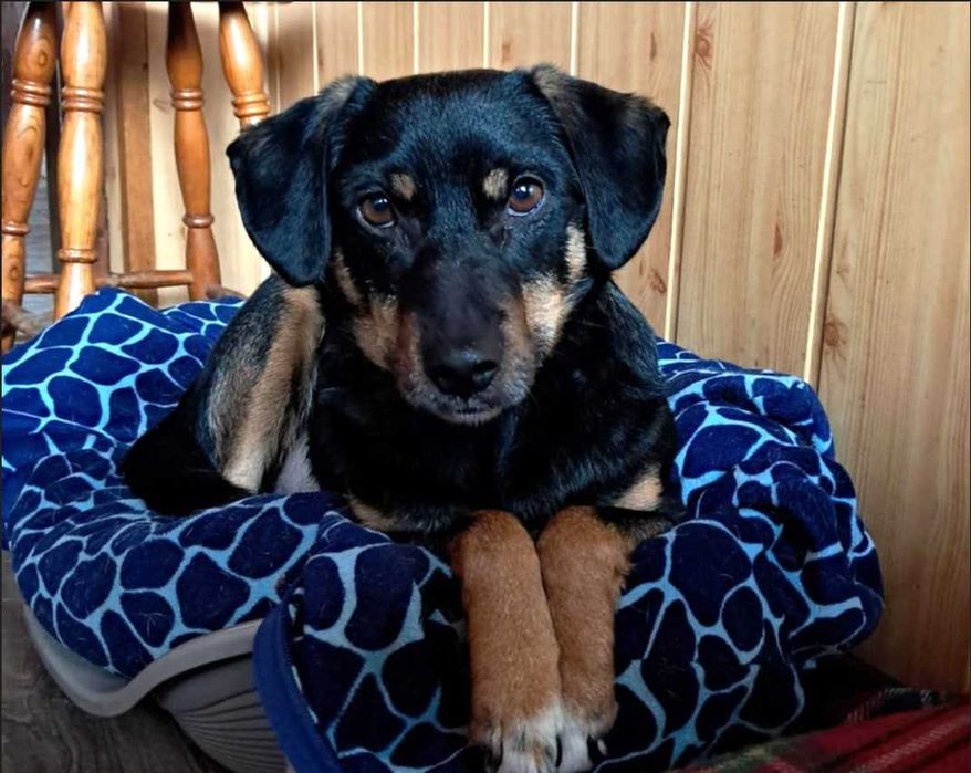 Młodziutki, wesoły, przyjazny Oluś czeka na domek. Adopcja!