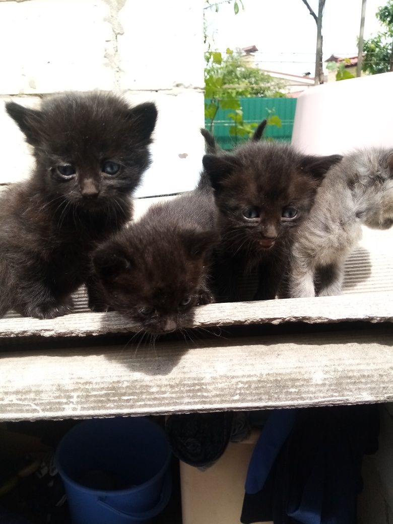 Котенята Безкоштовно