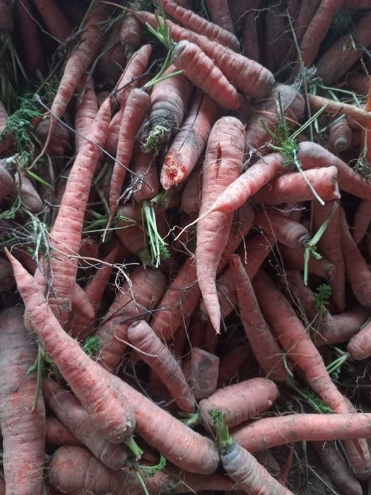 Marchew odpadowa oraz jadalna