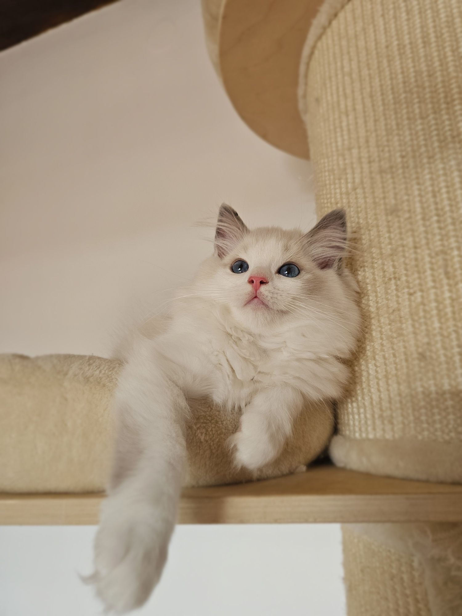 Ragdoll kocurek na kolanka