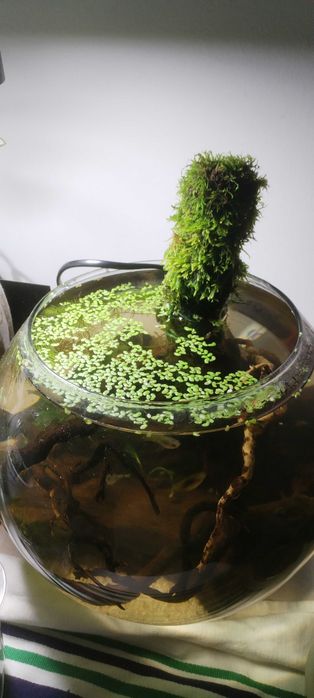 Terrário / Paludário / Aquário