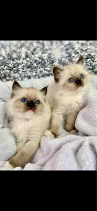 Ragdoll sliczny kocurek Seal Mitted