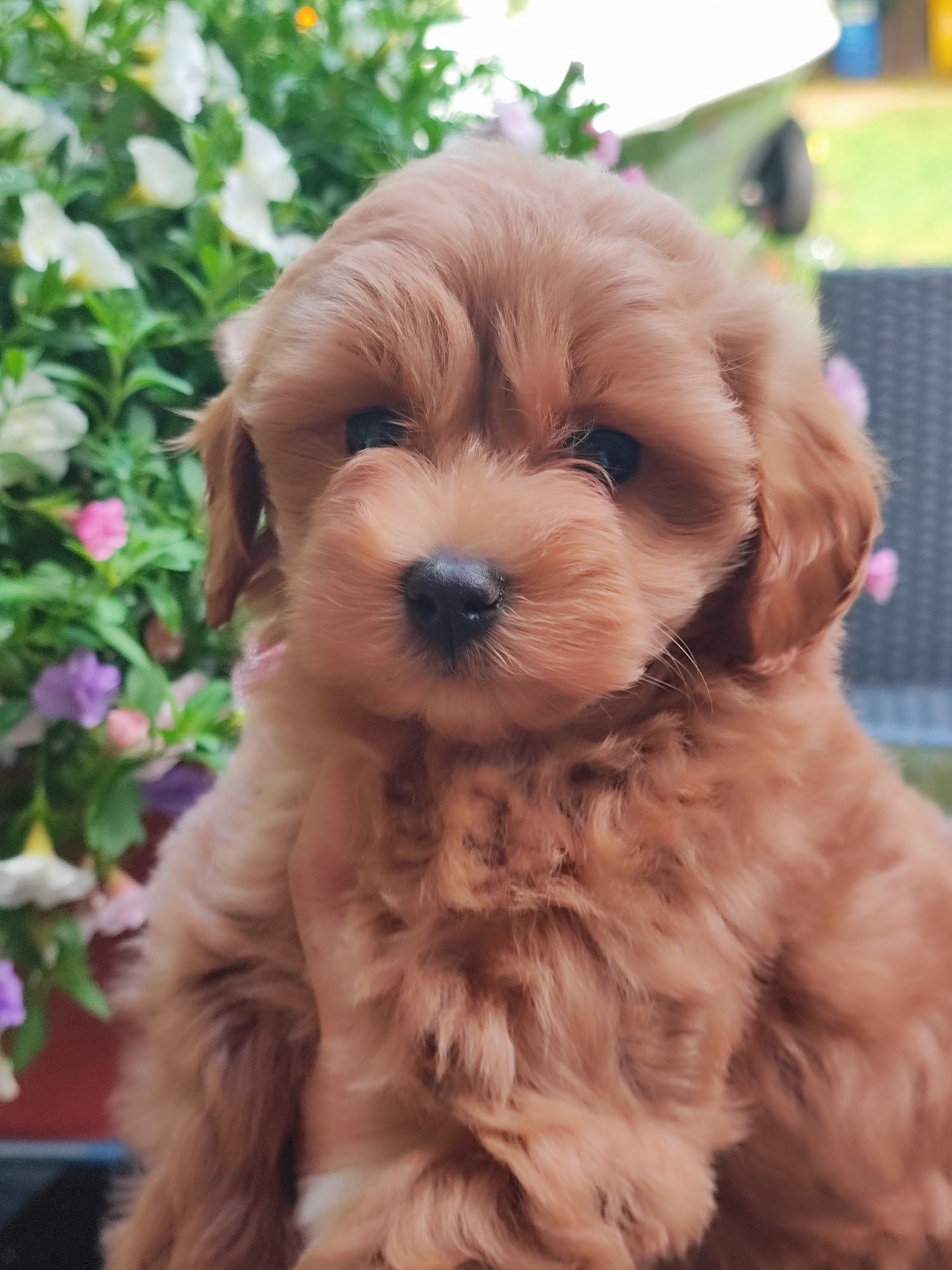 Ruda suczka Maltipoo