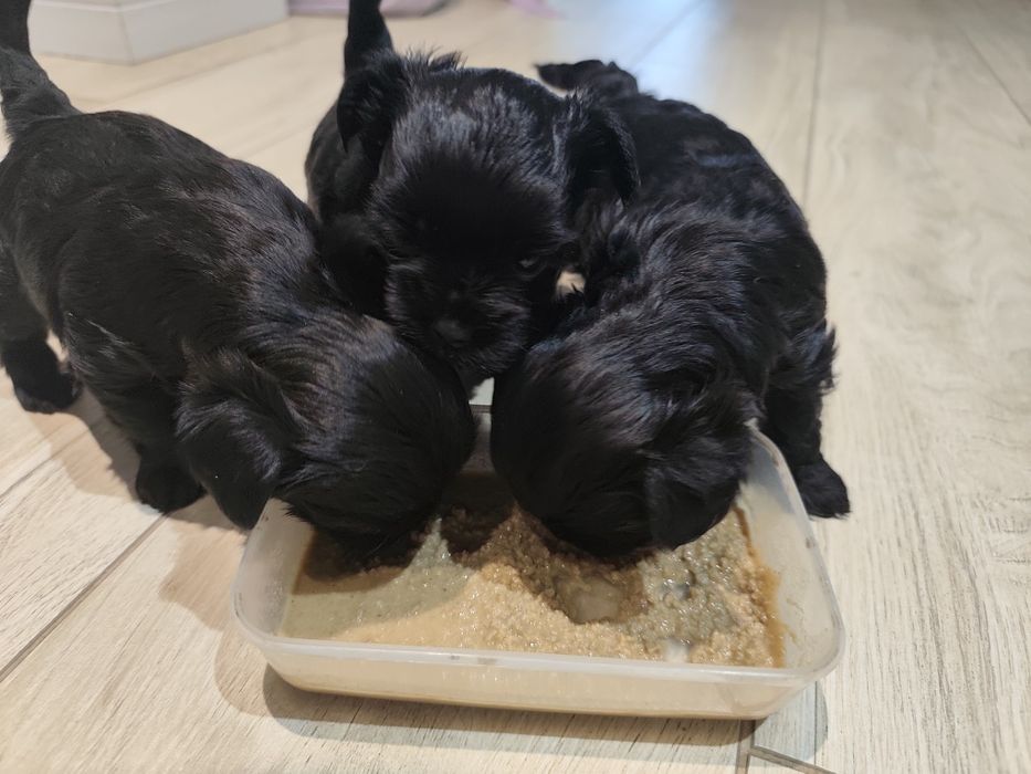 Yorkshire terrier