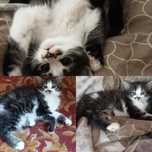 Отдам пушистых котят