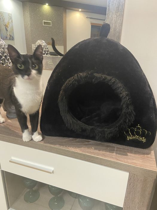 Cama para gatinhos/gato