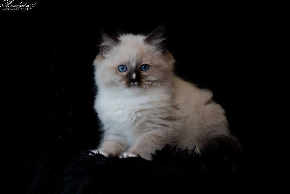 Ragdoll, prześliczny kocurek seal mitted z rodowodem FPL