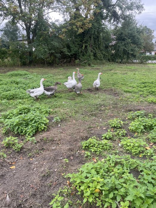 Gęsi własnej hodowli