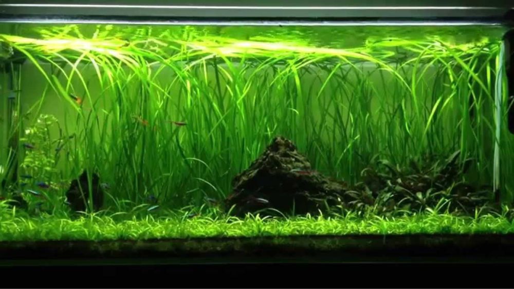 Plantas aquario, fox tail, salvinia natans (planta de superficie)
