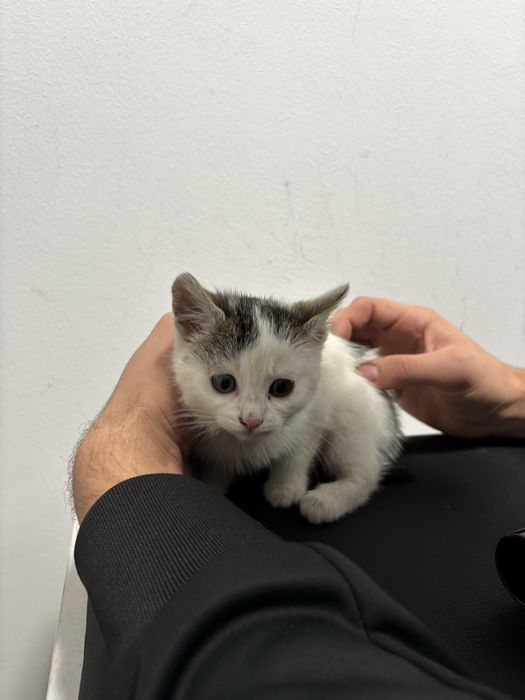 Mały kot ok. 2 miesiące