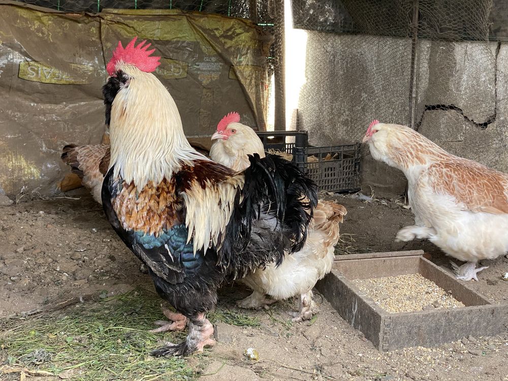 Faverolles, galinhas grande porte - ovos incubaçao