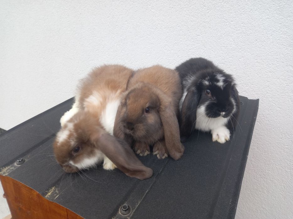 Кролики французького барана