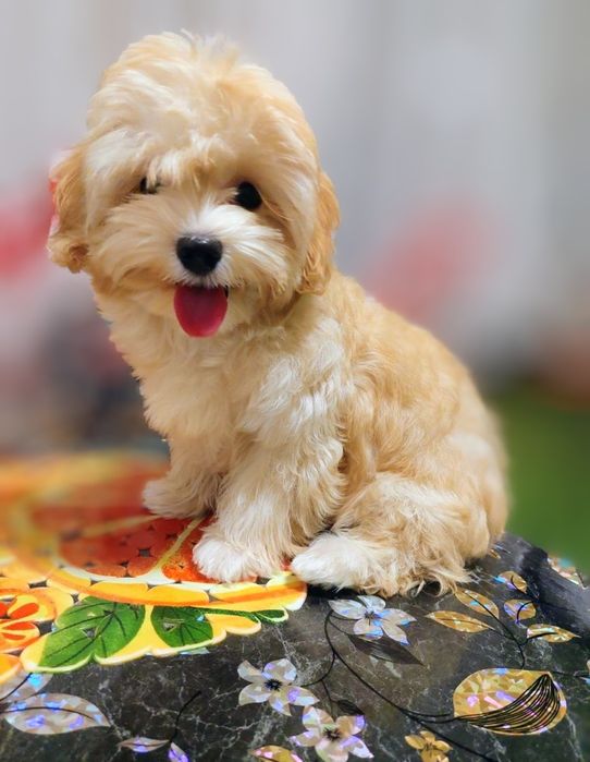 Девочка мальтипу ф1.