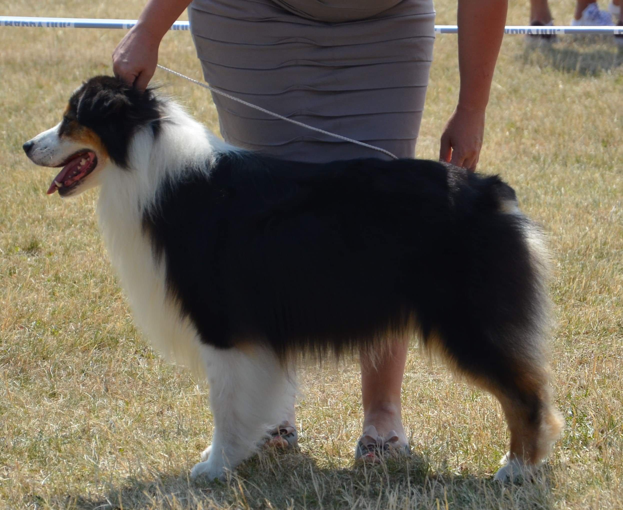 Owczarek australijski Aussie red merle niebieskie oczy