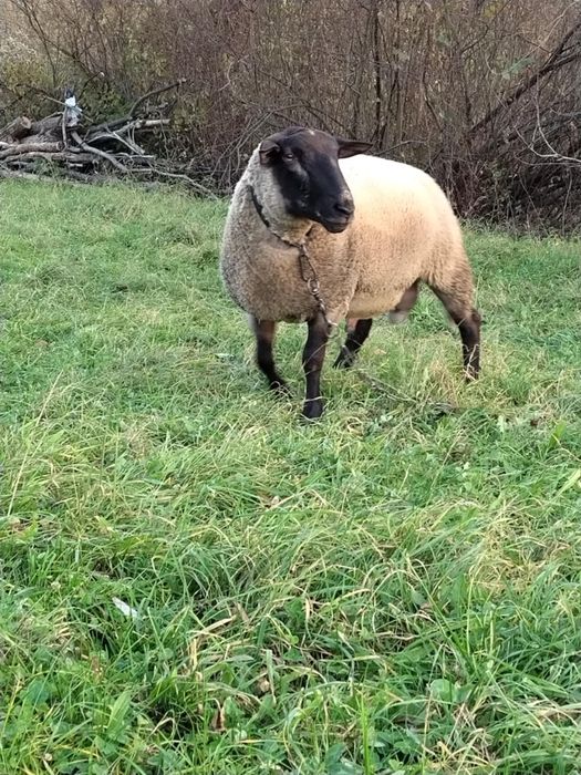 Śliczny Tryk Suffolk czysto rasowy