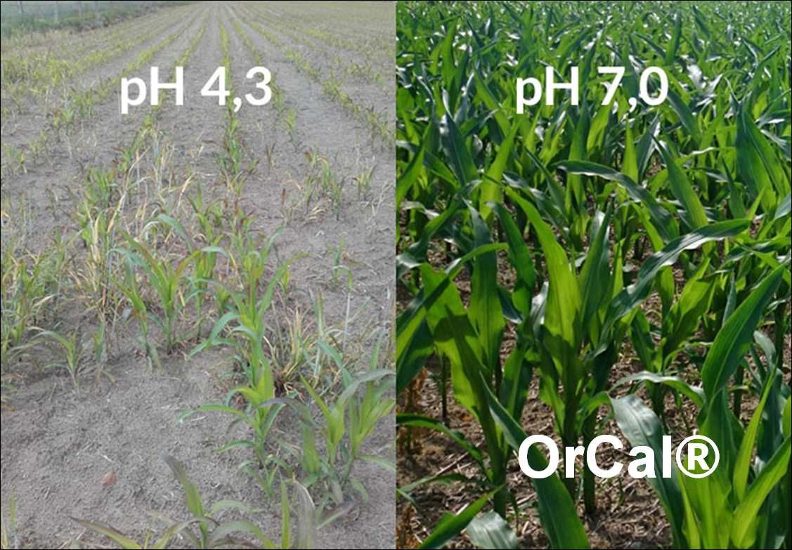 OrCal® - podnieś pH gleby nawet +1 punkt w 3 m-ce, 4 tony po 1 zł