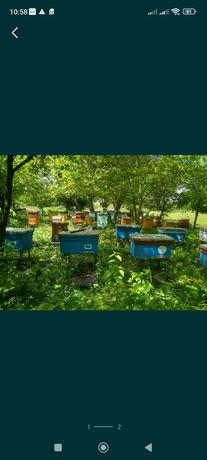 Продам бджолопакети бджоли пчелы