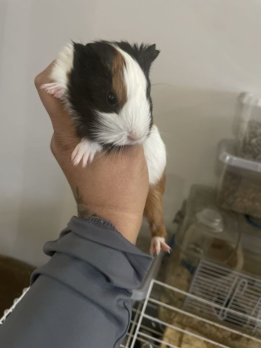 Samiec kawia domowa świnka morksa