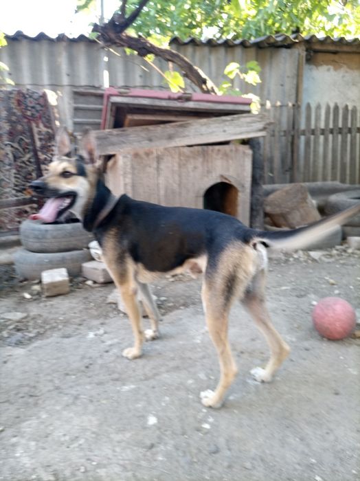 Овчарка, мальчик.