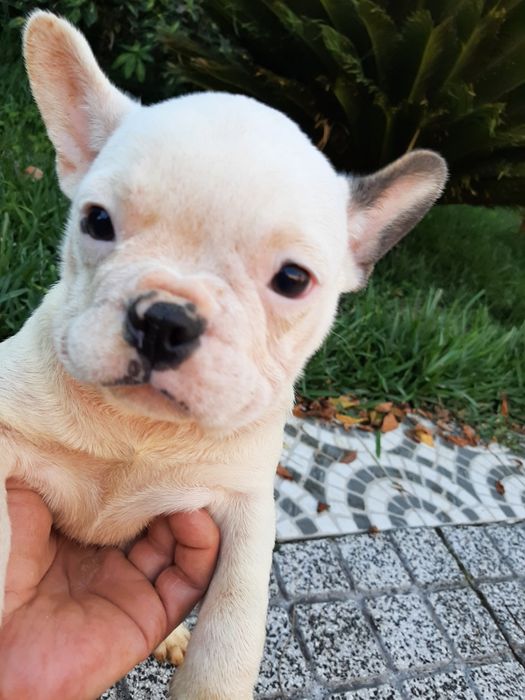 Buldog Blue&fawn pead