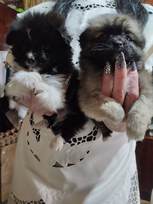 Хлопці Шпіци міні